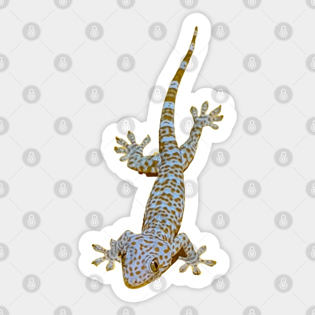 Tokay Gecko Sticker by Upbeat Traveler